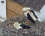 Capi_Dubne_20260514_073003.jpg