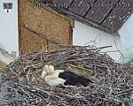 Capi_Dubne_20260514_073504.jpg