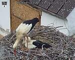 Capi_Dubne_20260514_074503.jpg