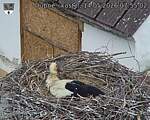 Capi_Dubne_20260514_075502.jpg