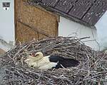 Capi_Dubne_20260514_091503.jpg
