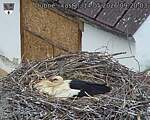 Capi_Dubne_20260514_092003.jpg
