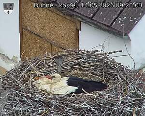 Capi_Dubne_20260514_092003.jpg (1350&nbsp;x&nbsp;1080)