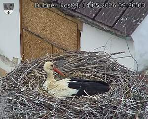 Capi_Dubne_20260514_093003.jpg (1350&nbsp;x&nbsp;1080)