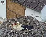 Capi_Dubne_20260514_094502.jpg