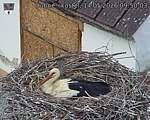 Capi_Dubne_20260514_095003.jpg
