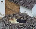 Capi_Dubne_20260514_095503.jpg