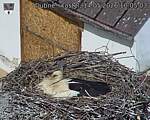 Capi_Dubne_20260514_100503.jpg