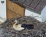 Capi_Dubne_20260514_101503.jpg