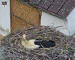 Capi_Dubne_20260514_102003.jpg