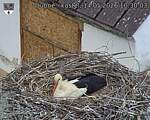 Capi_Dubne_20260514_103003.jpg