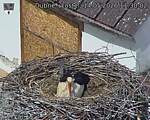 Capi_Dubne_20260514_113002.jpg