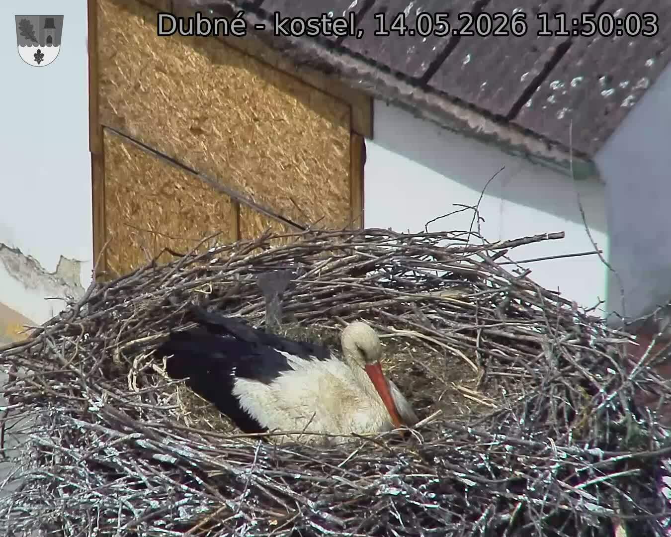 Capi_Dubne_20260514_115003.jpg (1350&nbsp;x&nbsp;1080)