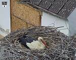 Capi_Dubne_20260514_120004.jpg