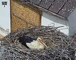 Capi_Dubne_20260514_120503.jpg