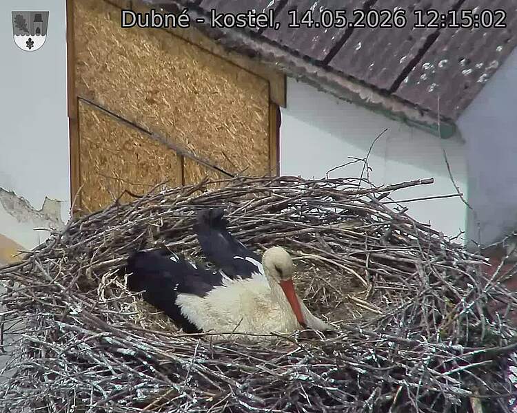 Capi_Dubne_20260514_121502.jpg (1350&nbsp;x&nbsp;1080)