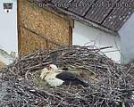Capi_Dubne_20260514_130002.jpg