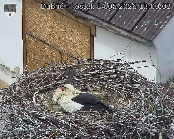 Capi_Dubne_20260514_130002.jpg (1350&nbsp;x&nbsp;1080)