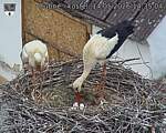 Capi_Dubne_20260514_143504.jpg
