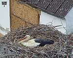 Capi_Dubne_20260514_151003.jpg