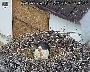 Capi_Dubne_20260514_160503.jpg (1350&nbsp;x&nbsp;1080)