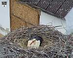 Capi_Dubne_20260514_161503.jpg