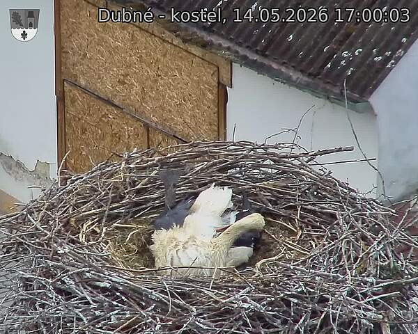 Capi_Dubne_20260514_170003.jpg (1350&nbsp;x&nbsp;1080)