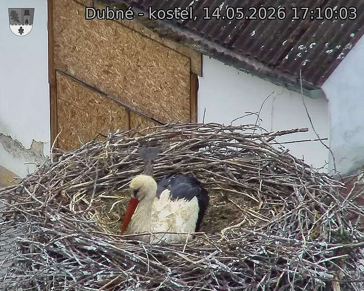 Capi_Dubne_20260514_171003.jpg (1350&nbsp;x&nbsp;1080)
