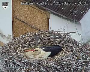 Capi_Dubne_20260514_172003.jpg (1350&nbsp;x&nbsp;1080)