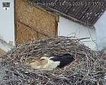 Capi_Dubne_20260514_173502.jpg