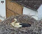 Capi_Dubne_20260514_180503.jpg