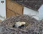Capi_Dubne_20260514_182503.jpg