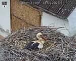 Capi_Dubne_20260514_185003.jpg