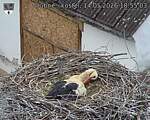 Capi_Dubne_20260514_185503.jpg