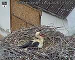 Capi_Dubne_20260514_190002.jpg