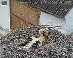 Capi_Dubne_20260514_191002.jpg