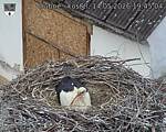 Capi_Dubne_20260514_194504.jpg