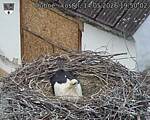 Capi_Dubne_20260514_195002.jpg