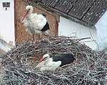 Capi_Dubne_20260514_203503.jpg