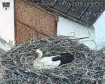 Capi_Dubne_20260514_204002.jpg