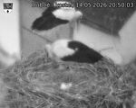 Capi_Dubne_20260514_205003.jpg