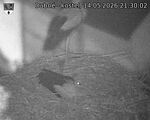 Capi_Dubne_20260514_213002.jpg