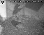 Capi_Dubne_20260514_213503.jpg