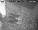 Capi_Dubne_20260515_000503.jpg