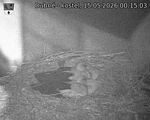 Capi_Dubne_20260515_001503.jpg