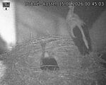 Capi_Dubne_20260515_004503.jpg