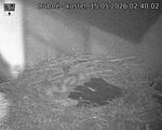 Capi_Dubne_20260515_024002.jpg