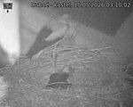 Capi_Dubne_20260515_031002.jpg