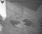 Capi_Dubne_20260515_033503.jpg