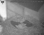 Capi_Dubne_20260515_034503.jpg